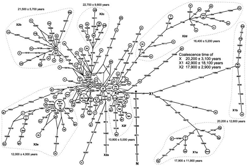 Haplogroup X Partial Sequences Origin Diffusion